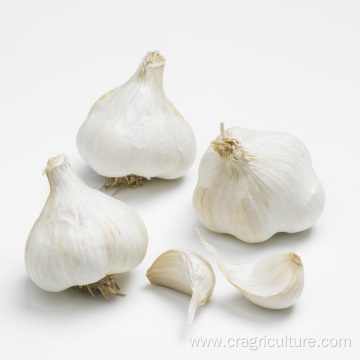 5cm Fresh Normal White Garlic Price